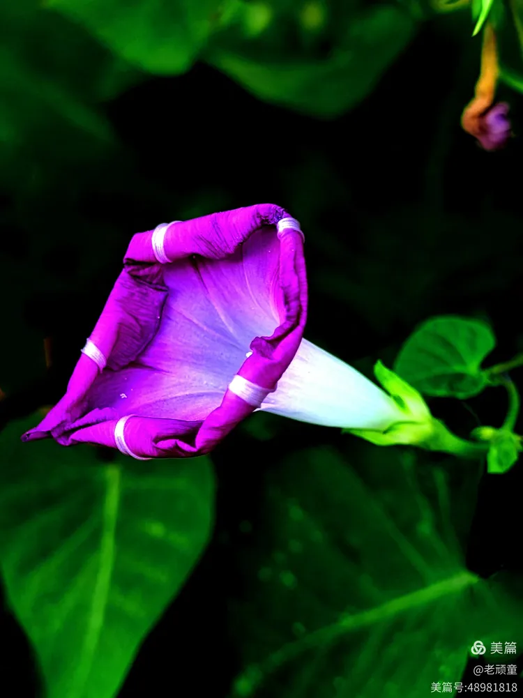 牵牛花的花苞浑身都是劲,生命力旺盛,一两天的功夫,它会迎着朝阳绽放